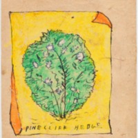 Pinecliff Hedge, Little's Catalogue (detail)