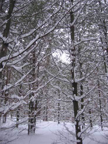 a snowy hemlock forest