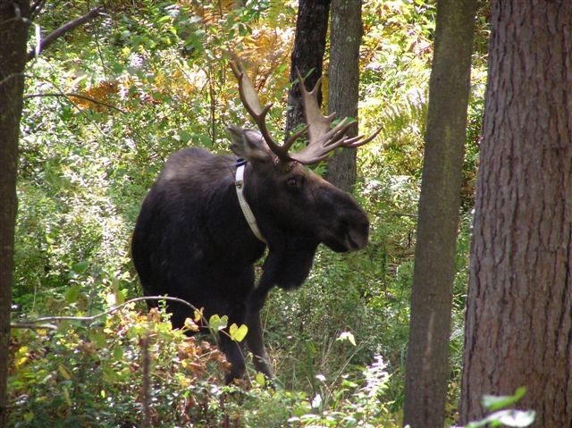 moose with GPS collar in Quabbin